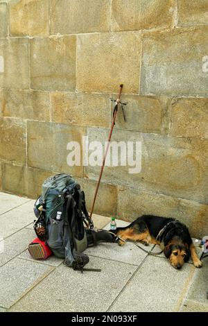 Rudel und Hund des Pilgers, ruht in Santiago de Compostela, Galicien, Spanien. Stockfoto