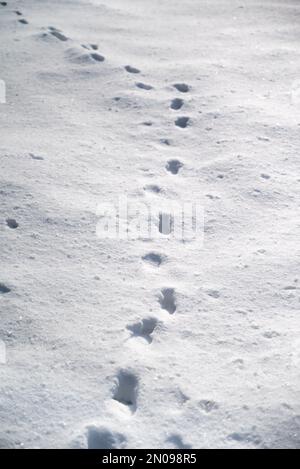 Schritte im Schnee. Fußabdrücke von Tieren im Schnee. Winterpfad und Stalking-Konzept. Spurlinie im Eis. Wilde Tiere in freier Wildbahn markieren Stockfoto