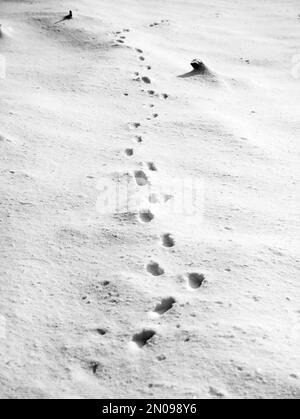 Schritte im Schnee. Fußabdrücke von Tieren im Schnee. Winterpfad und Stalking-Konzept. Spurlinie im Eis. Wilde Tiere in freier Wildbahn markieren Stockfoto