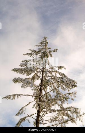 Großer einsamer Baum in der Sonne mit Schnee. Einsamer Baum mit Wolken im Hintergrund. Einsamer Baum mit Schnee. Winterwaldlandschaft. Element isoliert. Stockfoto
