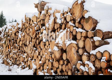 Gestapelter Baumstamm. Im Winter mit Schnee bedeckter Baum. Langer Baumstamm. Schnee auf Baumstämmen, die gegen Bäume gestapelt sind. Frisch geschnittene Baumstämme. Stockfoto