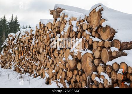 Gestapelter Baumstamm. Im Winter mit Schnee bedeckter Baum. Langer Baumstamm. Schnee auf Baumstämmen, die gegen Bäume gestapelt sind. Frisch geschnittene Baumstämme. Stockfoto