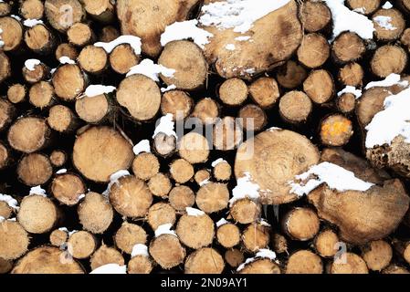 Gestapelter Baumstamm. Im Winter mit Schnee bedeckter Baum. Langer Baumstamm. Schnee auf Baumstämmen, die gegen Bäume gestapelt sind. Frisch geschnittene Baumstämme. Stockfoto