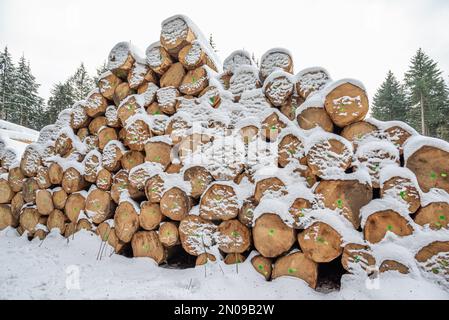 Gestapelter Baumstamm. Im Winter mit Schnee bedeckter Baum. Langer Baumstamm. Schnee auf Baumstämmen, die gegen Bäume gestapelt sind. Frisch geschnittene Baumstämme. Stockfoto