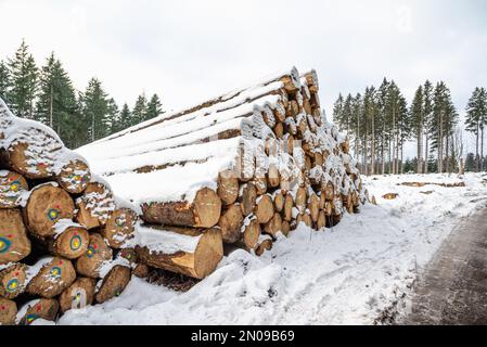 Gestapelter Baumstamm. Im Winter mit Schnee bedeckter Baum. Langer Baumstamm. Schnee auf Baumstämmen, die gegen Bäume gestapelt sind. Frisch geschnittene Baumstämme. Stockfoto