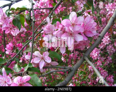 Nahaufnahme des blühenden Paradieses Apfelbaum Stockfoto