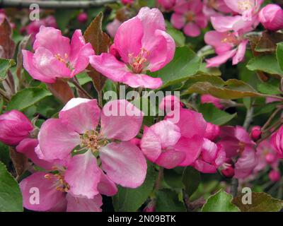 Nahaufnahme des blühenden Paradieses Apfelbaum Stockfoto