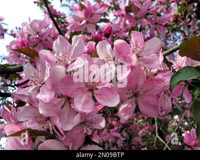 Nahaufnahme des blühenden Paradieses Apfelbaum Stockfoto