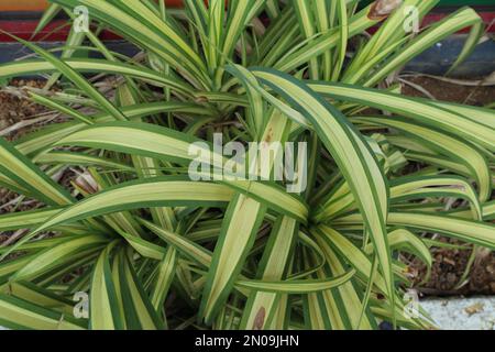 Eine grüne und gelbe Blattblattpflanze, bekannt als Pandanus Variegata im Garten Stockfoto