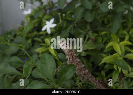 Ein erhöhter Kopf einer gewöhnlichen Gartenechse, der auf einem Busch in einem Stadtgebiet sitzt Stockfoto