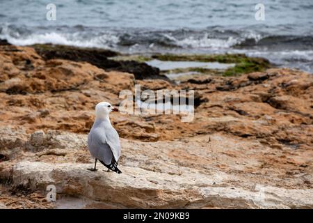 Audouins Möwe steht auf einem Felsen, mit dem Rücken zur Kamera, mit Blick auf das Meer. Stockfoto