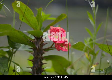 Diese rosafarbene Blumenpflanze blüht und gibt Blumen, die nie enden, sie blüht immer in der Natur, aber manche Menschen pflegen sie oft als Dekoration Stockfoto