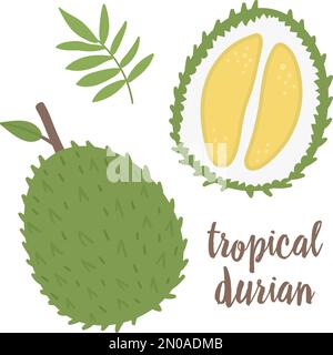 Vector Durian Clip Art. Dschungelfrucht-Illustration. Handgezeichnete exotische Flachpflanzen, isoliert auf weißem Hintergrund. Heller, kindischer, gesunder tropischer Sommer Stock Vektor