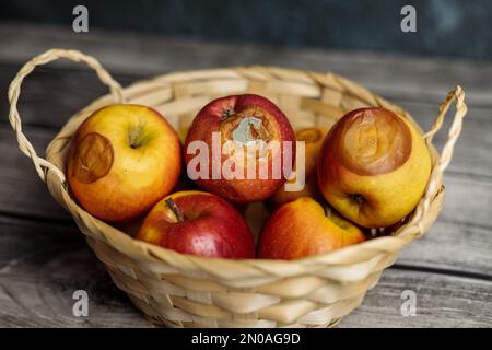 Faule Äpfel im Korb. Schlechter Erntehungern Stockfoto