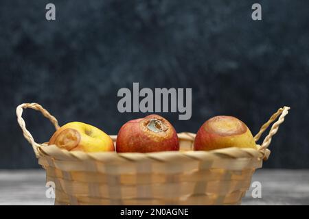 Faule Äpfel im Korb. Schlechter Erntehungern Stockfoto