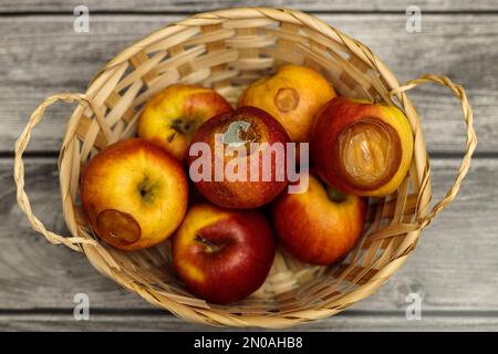 Faule Äpfel im Korb. Schlechter Erntehungern Stockfoto