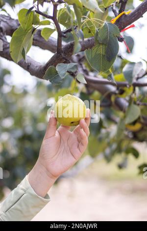 Unter den Birnenbäumen pflückende Handzeichen Stockfoto