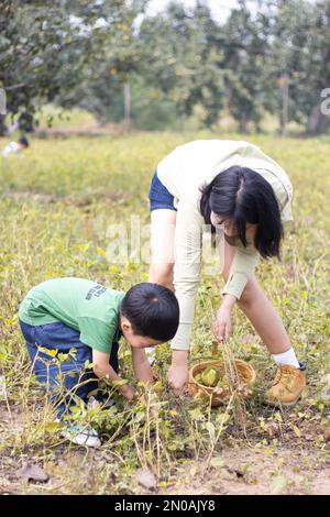 Mutter pflückte Erdnüsse auf dem Land Stockfoto