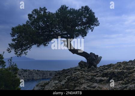 Einsamer Kiefernbaum, der im Frühjahr auf Felsen im Meereshintergrund wächst. Novyi Svet, Krim Stockfoto