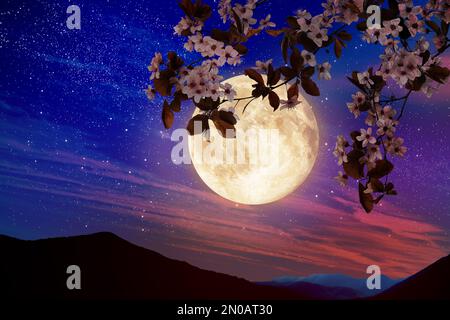 Fantasieabend. Blühender Kirschbaumzweig und Sternenhimmel mit Vollmond im Hintergrund Stockfoto