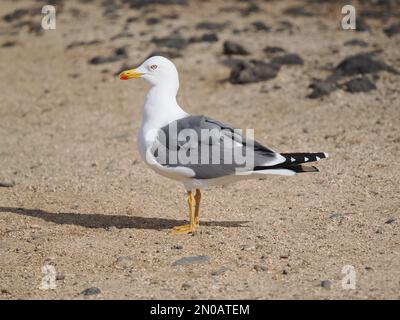 Auf Lanzarote sind Möwen mit gelben Beinen zu finden, obwohl es im Winter auch andere Möwen gibt Stockfoto