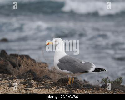 Auf Lanzarote sind Möwen mit gelben Beinen zu finden, obwohl es im Winter auch andere Möwen gibt Stockfoto