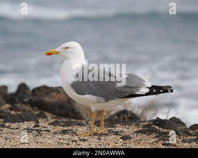 Auf Lanzarote sind Möwen mit gelben Beinen zu finden, obwohl es im Winter auch andere Möwen gibt Stockfoto