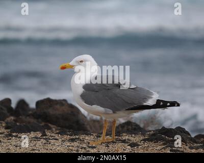 Auf Lanzarote sind Möwen mit gelben Beinen zu finden, obwohl es im Winter auch andere Möwen gibt Stockfoto