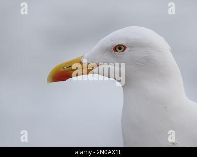 Auf Lanzarote sind Möwen mit gelben Beinen zu finden, obwohl es im Winter auch andere Möwen gibt Stockfoto