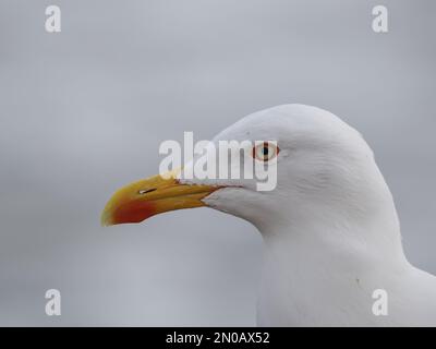 Auf Lanzarote sind Möwen mit gelben Beinen zu finden, obwohl es im Winter auch andere Möwen gibt Stockfoto