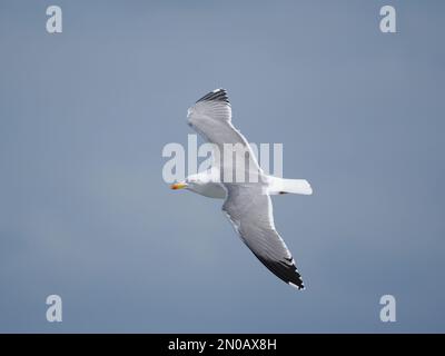 Auf Lanzarote sind Möwen mit gelben Beinen zu finden, obwohl es im Winter auch andere Möwen gibt Stockfoto