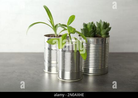 Wunderschöne Zimmerpflanzen in Blechdosen auf grauem Steintisch Stockfoto