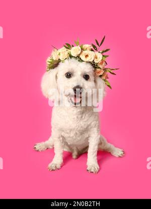 Der bezaubernde Bichon trägt einen Kranz aus wunderschönen Blumen auf pinkfarbenem Hintergrund Stockfoto