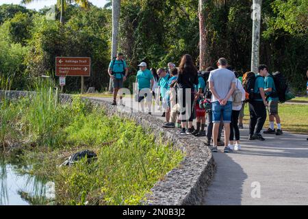 Homestead, Florida - 1-21-2023 - Besucher beobachten den großen amerikanischen Alligator - Alligator mississippiensis - im Royal Palm Visitor Center in Everglades. Stockfoto