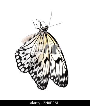 Wunderschöner Schmetterling aus Reispapier, isoliert auf Weiß Stockfoto
