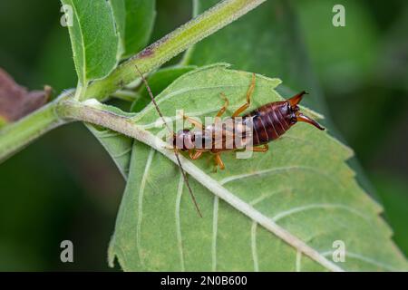 Europäischer Earwig auf Pflanzenblatt. Insekten- und Wildtierschutz, Lebensraumschutz und Blumengarten-Konzept im Garten. Stockfoto