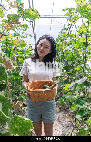 Glückliche junge Frau pflückt Tomaten in Gemüsehäusern Stockfoto