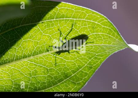 Die Silhouette des roten Milchkraut-Käfers auf dem Blatt der Wildblumenpflanze. Insekten- und Wildtierschutz, Lebensraumschutz und Gartenblumen Stockfoto