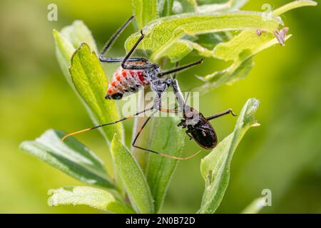 Radkäfer Nymphe, die winzige Insekten fressen. Konzept des Insekten- und Wildtierschutzes, nützlicher Insekten und Blumengarten im Garten. Stockfoto