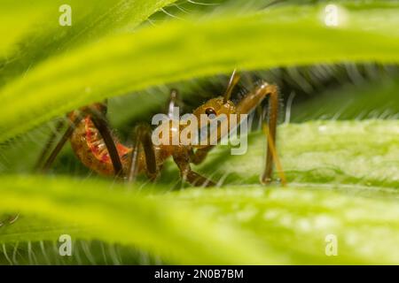 Nahaufnahme von Wheel Bug Nymphe Instar auf Werk. Konzept des Insekten- und Wildtierschutzes, nützlicher Insekten und Blumengarten im Garten. Stockfoto