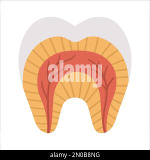 Poster zur Zahnanatomie. Zahnstrukturschema. Darstellung zahnärztlicher Teile. Musterprospekt Zahnarztklinik. Emaille, Dentin und Gummi Flat pi Stock Vektor