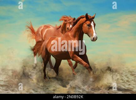 Wunderschöne Pferde, die Staub aufwirbeln, während sie durch den Sand laufen Stockfoto