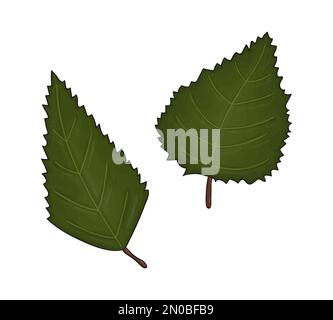 Vektorfarbiges grünes Birkenblatt-Symbol isoliert auf weißem Hintergrund. Botanische Darstellung von Bäumen im Grünen. Herbstblätter im Cartoon-Stil Stock Vektor