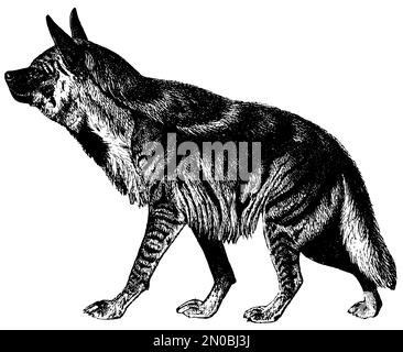 Antike Gravur einer gefleckten Hyäne (isoliert auf weiß). Veröffentlicht in Systematischen Bildern-Atlas zum Conversations-Lexikon, Ikonographische Encyklop Stockfoto