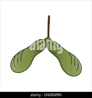 Vektorfarbiges grünes Ahornfruchtsymbol isoliert auf weißem Hintergrund. Samara botanische Illustration. Herbstbild im Cartoon-Stil Stock Vektor
