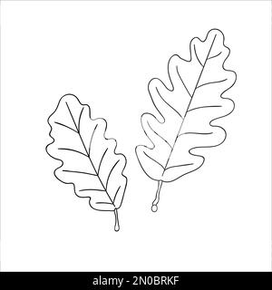 Symbol für Vektorlinie Eichenblatt isoliert auf weißem Hintergrund. Botanische Darstellung von Bäumen im Grünen. Herbstblätter im Cartoon-Stil Stock Vektor