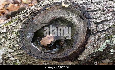 Ein totes Eichenblatt, das in einem teilweise mit Wasser gefüllten Loch ruht, das aus einem geschnittenen Ast entstanden ist Stockfoto