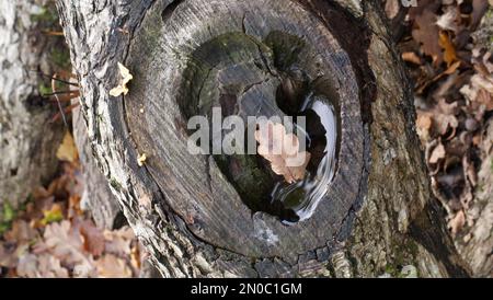 Ein totes Eichenblatt, das in einem teilweise mit Wasser gefüllten Loch ruht, das aus einem geschnittenen Ast entstanden ist Stockfoto
