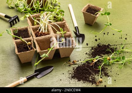 Erde und Sprossen, Gartengeräte auf dem Tisch. Setzlinge in Torftöpfen. Draufsicht. Grüner Hintergrund. Stockfoto