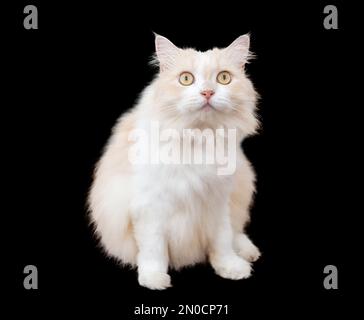 Braune und weiße persische Katze auf schwarzem Hintergrund, isolieren Stockfoto